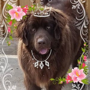 Meet your Posher, Sherry